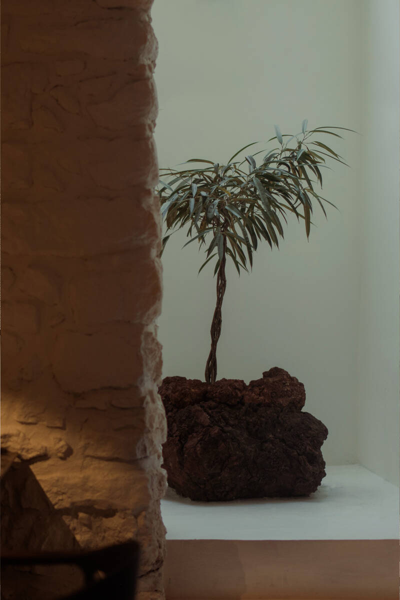 Planta em vaso de pedra vulcânica junto a parede caiada